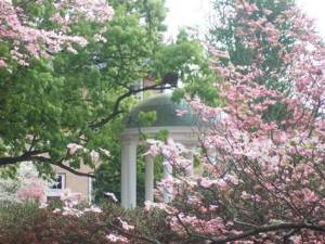 Dogwood at Old Well, UNC-Chapel Hill