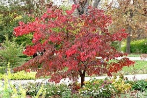 Dogwood Fall Colors
